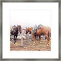 Horses In The Mist - Haleakala Framed Print