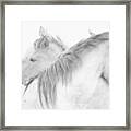 Horses Framed Print