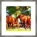 Horses On A Kentucky Farm Framed Print