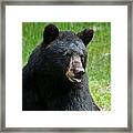 Hot Day In Bear Country Framed Print