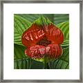 Hot Lips Flower Ecuador Framed Print