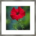 Hot Petunia In The Cool Shadows Framed Print