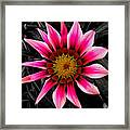 Hot Pink Petal Color Block Framed Print