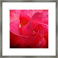 Hot Pink Rose Framed Print