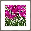 Hot Pink Tulips 2 Framed Print