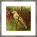 House Finch From Another World Framed Print