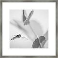 Hoverfly In The Pea Patch B/w Framed Print