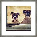 How Much Is That Doggie In The Window? Framed Print