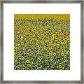 Huge Wild Sunflower Colony Framed Print