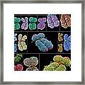 Human Chromosomes, Sems Framed Print