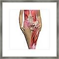 Human Female Anatomy Framed Print