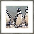 Humboldt Penguins Standing In A Row Framed Print