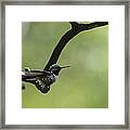 Hummingbird -wings- Framed Print