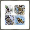 Humming Bird And Snow 4 Pack Framed Print