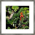 Humming Bird Honeysuckle Framed Print