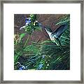 Humming Bird Framed Print