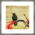 Hummingbird 1 Framed Print