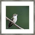 Hummingbird At Rest Framed Print