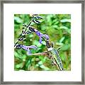 Hummingbird Emerald At Purple Bloom Framed Print