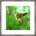 Hummingbird Feeding Framed Print