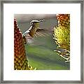 Hummingbird Feeding Framed Print