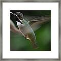 Hummingbird Male Anna In Flight Over Perch Framed Print