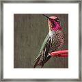 Hummingbird Flare Framed Print