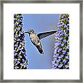 Hummingbird Hover Framed Print