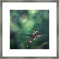 Hummingbird Hovering Framed Print