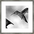 Hummingbird In Black And White Framed Print