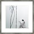 Hummingbird In Fog 2 Framed Print