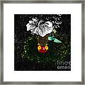 Hummingbird In The Spotlight Framed Print