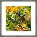 Hummingbird Looking For Food Framed Print