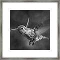 Hummingbird No 2 Framed Print