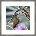 Hummingbird On A Branch Framed Print