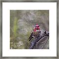 Hummingbird On An Overcast Day Framed Print