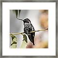 Hummingbird On Branch Framed Print