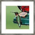 Hummingbird On Feeder Framed Print