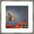 Hummingbird Or My Summer Visitor Framed Print