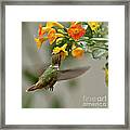 Hummingbird Sips Nectar Framed Print