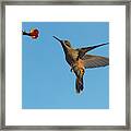 Hummingbird, Venezuela (large Format Framed Print