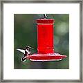 Hummingbirds 388 Framed Print