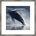 Humpback Whale Breaching In The Waters Framed Print