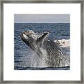 Humpback Whale Breaching South Africa Framed Print