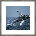Humpback Whale Breaching Stellwagen Bank Framed Print