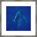 Humpback Whale Cow Calf And Escort Maui Framed Print