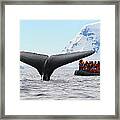 Humpback Whale Fluke Framed Print