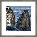 Humpback Whale Males Spyhopping Maui Framed Print