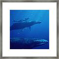 Humpback Whale Mother Calf And Male Framed Print
