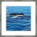 Humpback Whale Tale 2 Framed Print